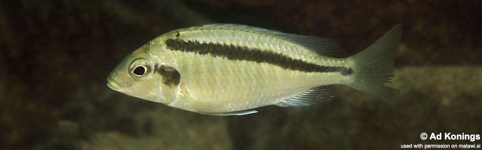 Mylochromis mollis 'Thumbi West Island'