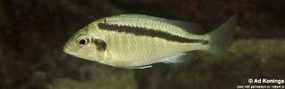 Mylochromis mollis &#39;Thumbi West Island&#39;