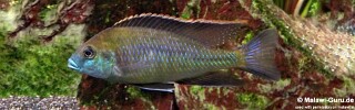Mylochromis plagiotaenia &#39;Mvunguti&#39;
