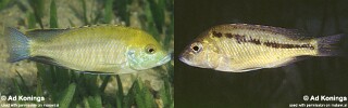 Mylochromis plagiotaenia &#39;Otter Island&#39;