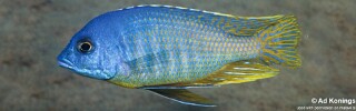 Mylochromis rotundus Mylochromis sp. &#39;mollis north&#39;