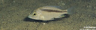 Mylochromis sp. &#39;balteatus mozambique&#39;