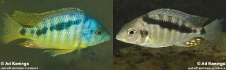 Mylochromis sp. &#39;incola mumbo&#39;
