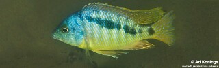 Mylochromis sp. &#39;incola mumbo&#39; Boadzulu Island
