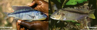 Mylochromis sp. &#39;kande&#39;