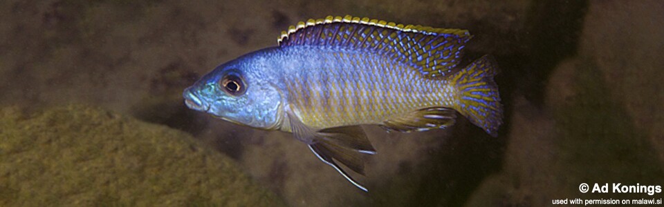 Mylochromis sp. 'lateristriga makanjila' Chiwindi