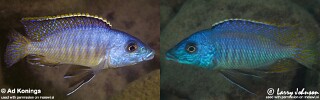 Mylochromis sp. &#39;lateristriga makanjila&#39;