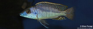 Mylochromis sp. &#39;lateristriga makanjila&#39; Masinje