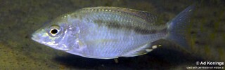 Mylochromis sp. &#39;liemi small-mouth&#39;