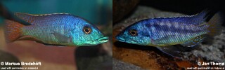 Mylochromis sp. &#39;mchuse&#39;