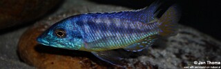 Mylochromis sp. &#39;mchuse&#39; Magunga