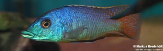 Mylochromis sp. &#39;mchuse&#39; (unknown locality)