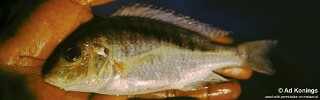 Mylochromis sp. &#39;melanonotus deep&#39;