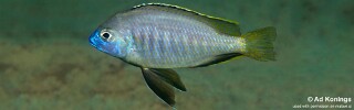 Mylochromis sp. &#39;mollis gallireya&#39;