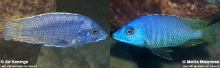 Mylochromis sp. &#39;mollis likoma&#39;