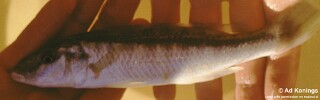 Mylochromis sp. &#39;torpedo elongate&#39;