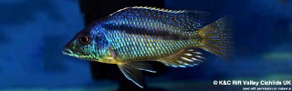 Mylochromis sp. 'lateristriga makanjila' Hai (Chimate) Reef.jpg