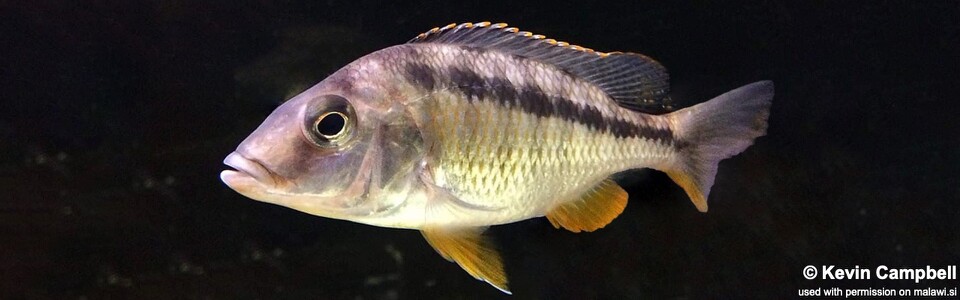Mylochromis sphaerodon (unknown locality)