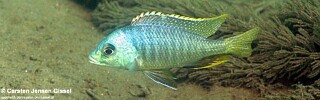 Mylochromis sphaerodon &#39;Chiofu&#39;