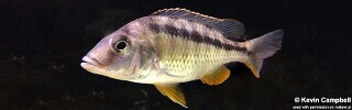 Mylochromis sphaerodon (unknown locality)