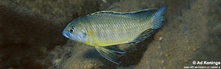 Mylochromis subocularis &#39;Chesese&#39;