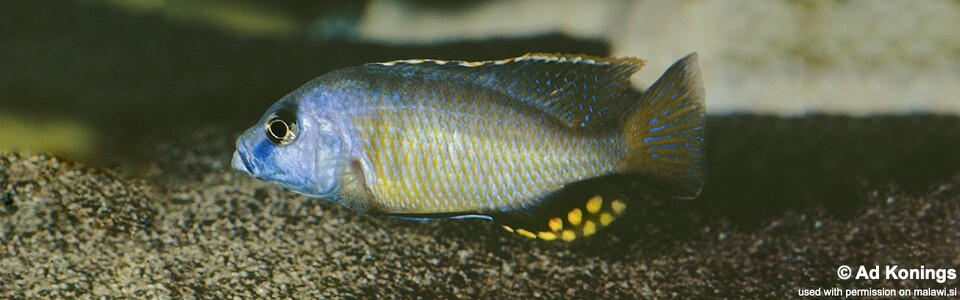 Naevochromis chrysogaster (unknown locality)