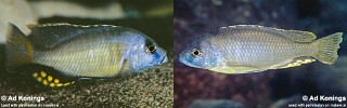 Naevochromis