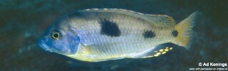 Naevochromis chrysogaster &#39;Taiwanee Reef&#39;