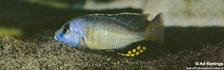Naevochromis chrysogaster (unknown locality)
