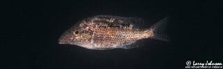 Nimbochromis linni &#39;Boadzulu Island&#39;