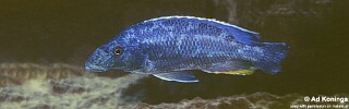 Nimbochromis linni &#39;Chizumulu Island&#39;