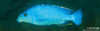 Nimbochromis linni &#39;Gome&#39;