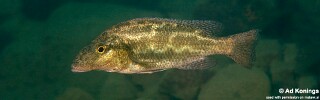 Nimbochromis linni &#39;Magunga&#39;