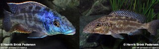 Nimbochromis linni &#39;Mbenji Island&#39;