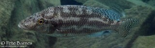 Nimbochromis linni &#39;Nakantenga Island&#39;