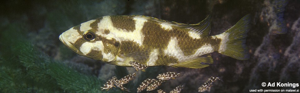 Nimbochromis livingstonii 'Cobwé'