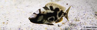 Nimbochromis livingstonii &#39;Chizumulu Island&#39;