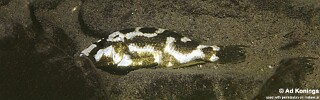Nimbochromis livingstonii &#39;Mara Rocks&#39;