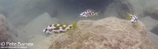 Nimbochromis livingstonii &#39;Mbamba Islands&#39;