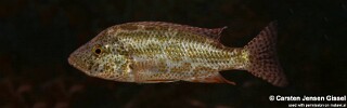 Nimbochromis polystigma 'Chilumba Bay'.jpg