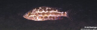 Nimbochromis polystigma &#39;Otter Point&#39;