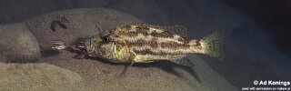 Nimbochromis polystigma &#39;Selewa&#39;
