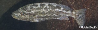 Nimbochromis polystigma &#39;Taiwanee Reef&#39;
