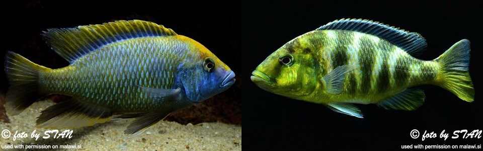 Nimbochromis venustus (unknown locality)