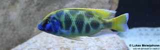 Nimbochromis venustus &#39;Luwala Reef&#39;