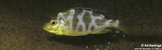 Nimbochromis venustus &#39;Senga Bay&#39;