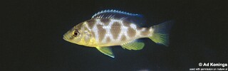 Nimbochromis venustus &#39;Zimbawe Rock&#39;