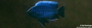 Nyassachromis boadzulu &#39;Kanchedza Island&#39;