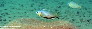 Nyassachromis microcephalus &#39;Malopa&#39;