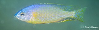 Nyassachromis microcephalus &#39;Mdoka&#39;